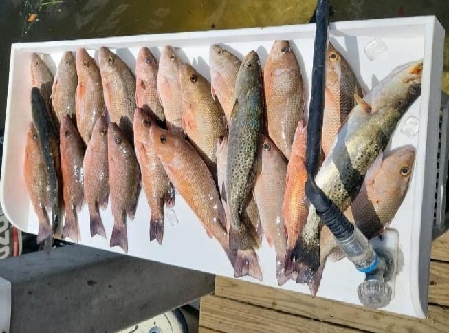 Anna Maria Island Fishing  Report August 2022